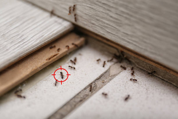 Pest Control for Restaurants in Payne, OH