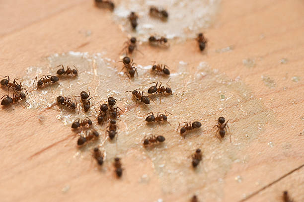 Best Affordable Pest Control Services  in Payne, OH